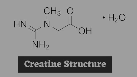 Best creatine monohydrate powder